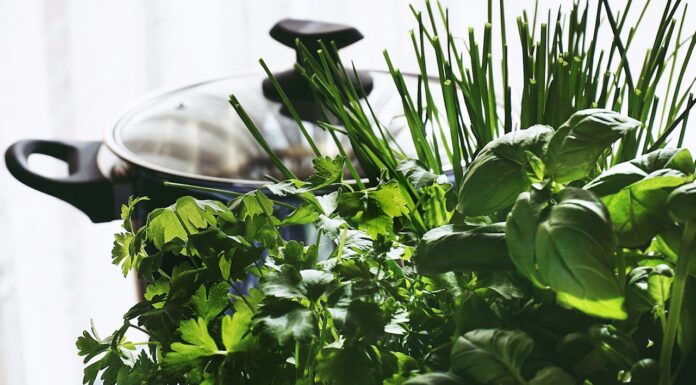 Вирощування пряних трав на підвіконні: базилік, петрушка та інші